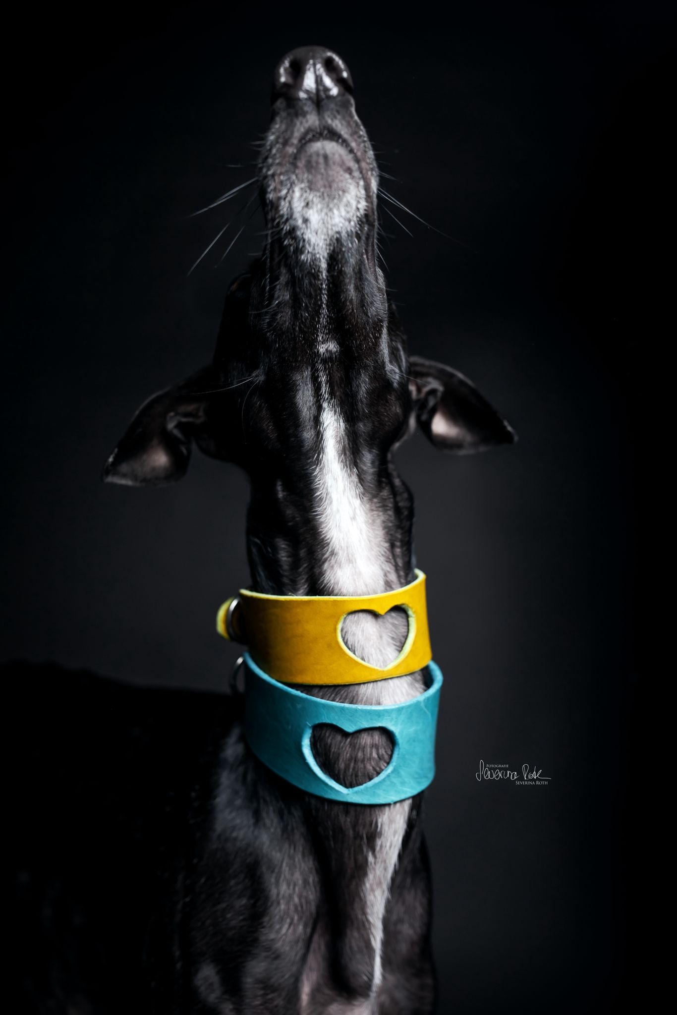 Sighthound wearing a handcrafted Day & Night Dogwear collar, gallery 3