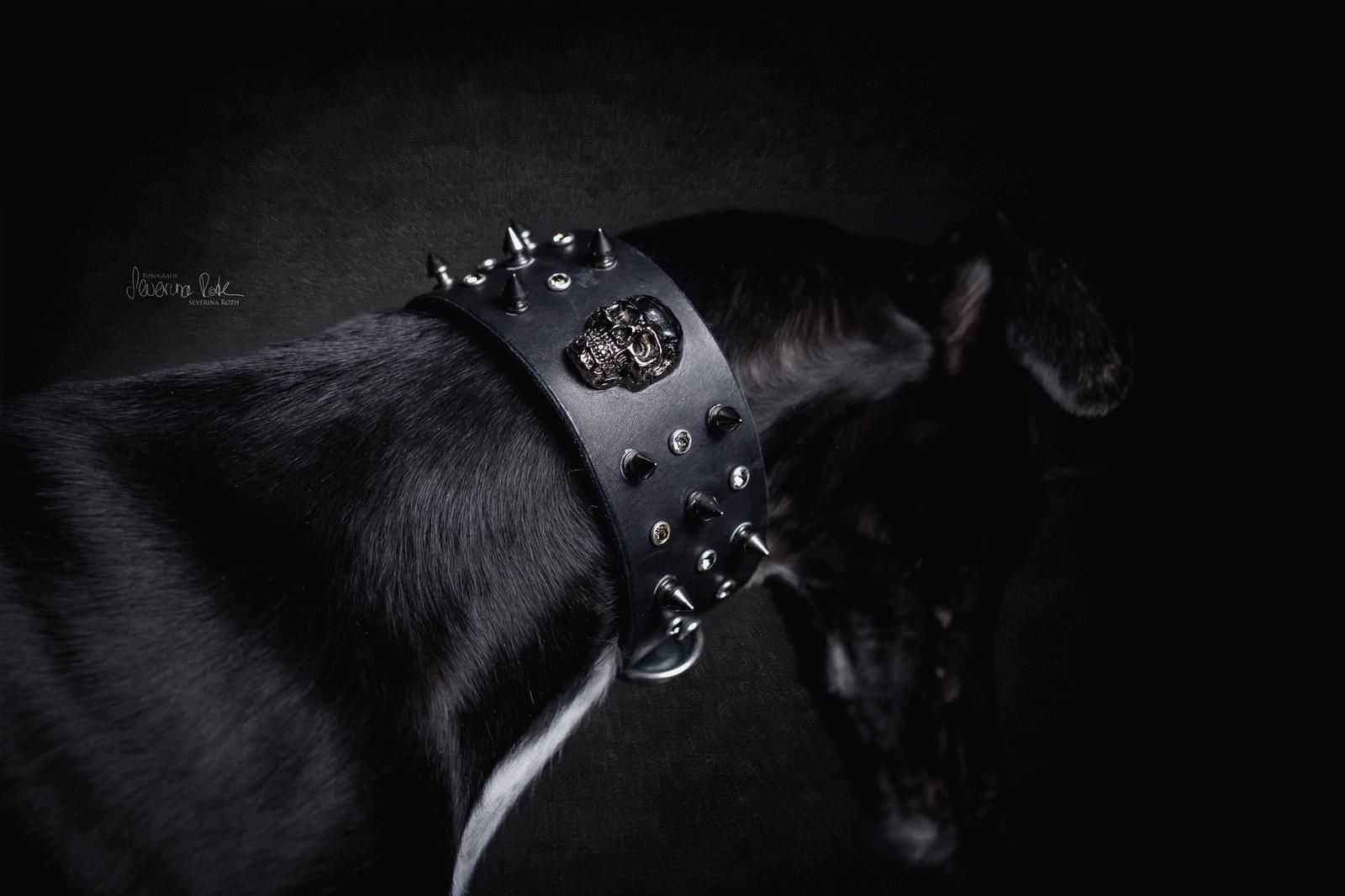 Sighthound wearing a handcrafted Day & Night Dogwear collar, gallery 2