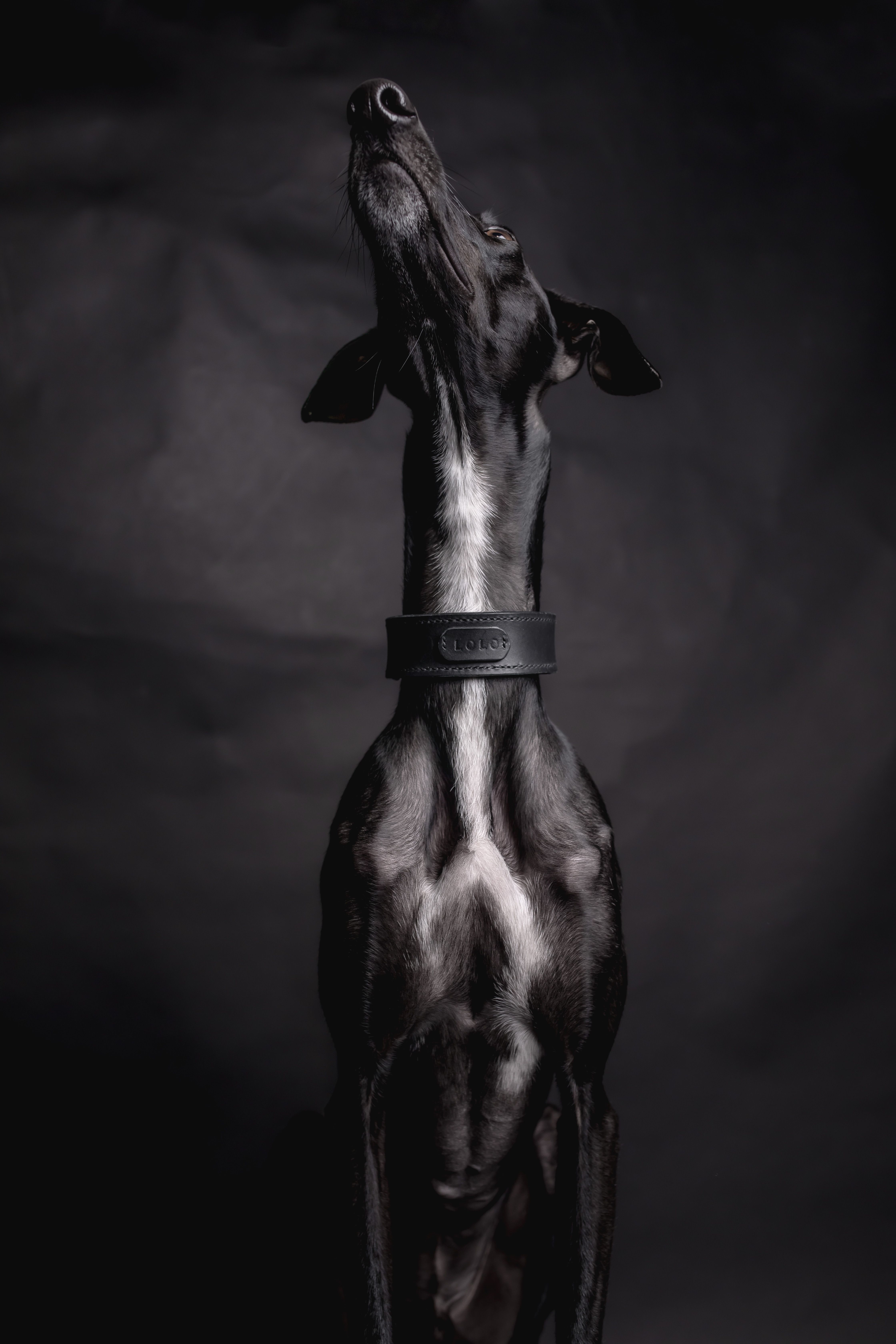Black sighthound wearing a handcrafted Day & Night Dogwear collar