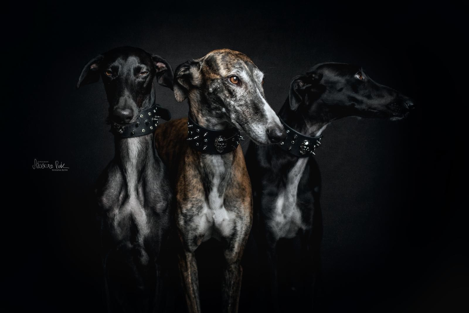 Sighthound wearing a handcrafted Day & Night Dogwear collar, gallery 1