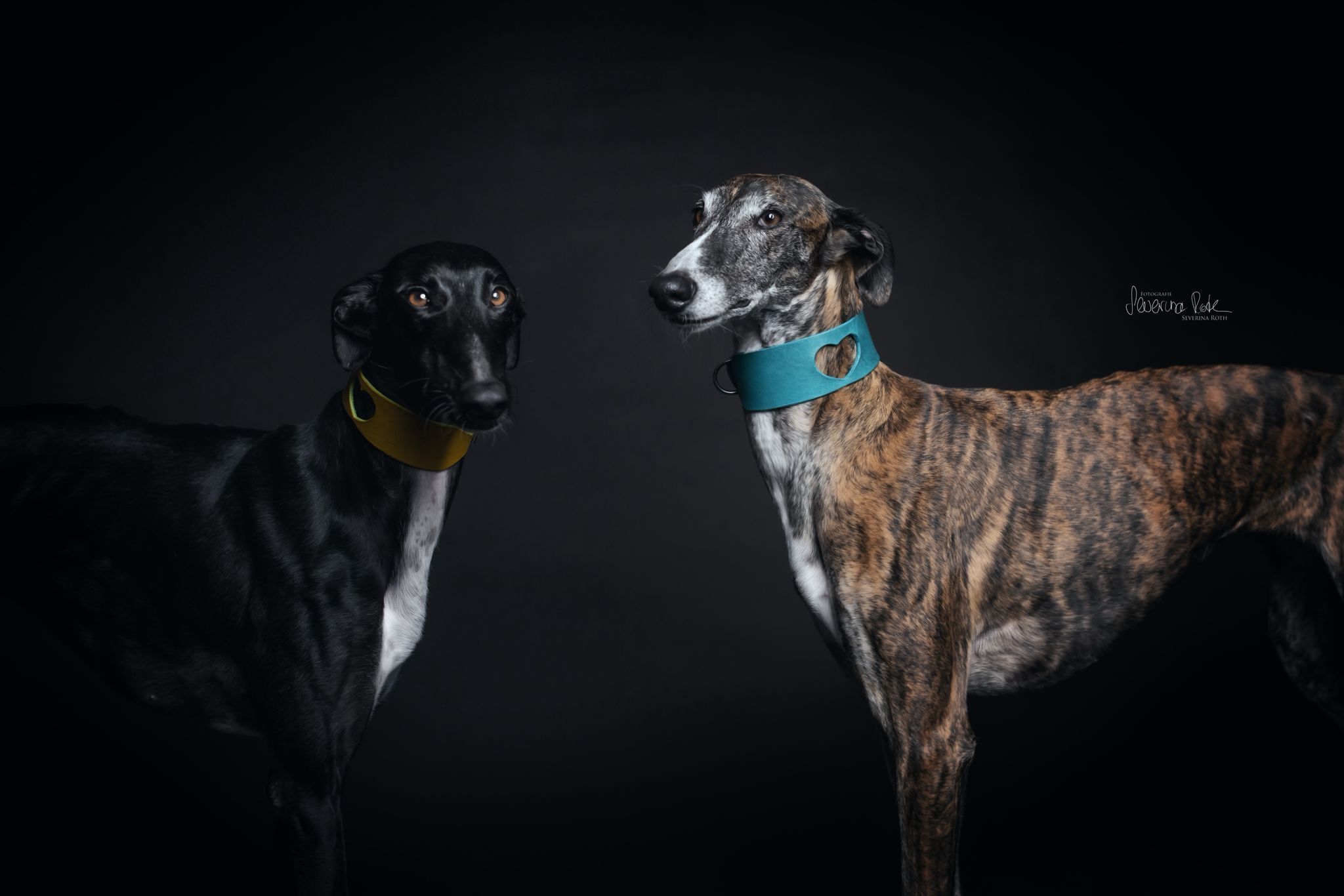 Sighthound wearing a handcrafted Day & Night Dogwear collar, gallery 4